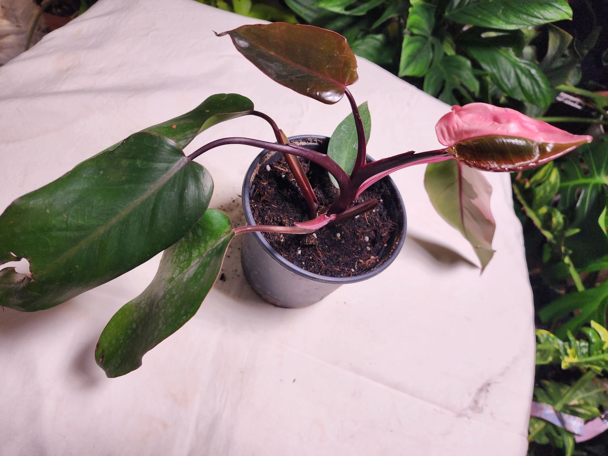 Philodendron Pink Princess A