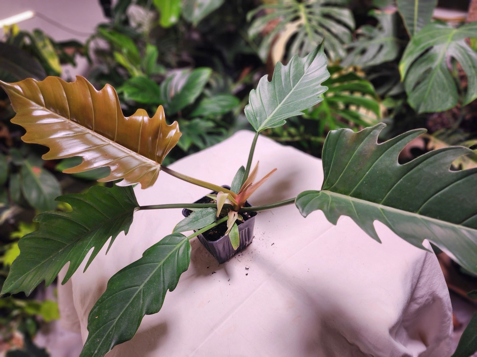 Philodendron Carmel Pluto