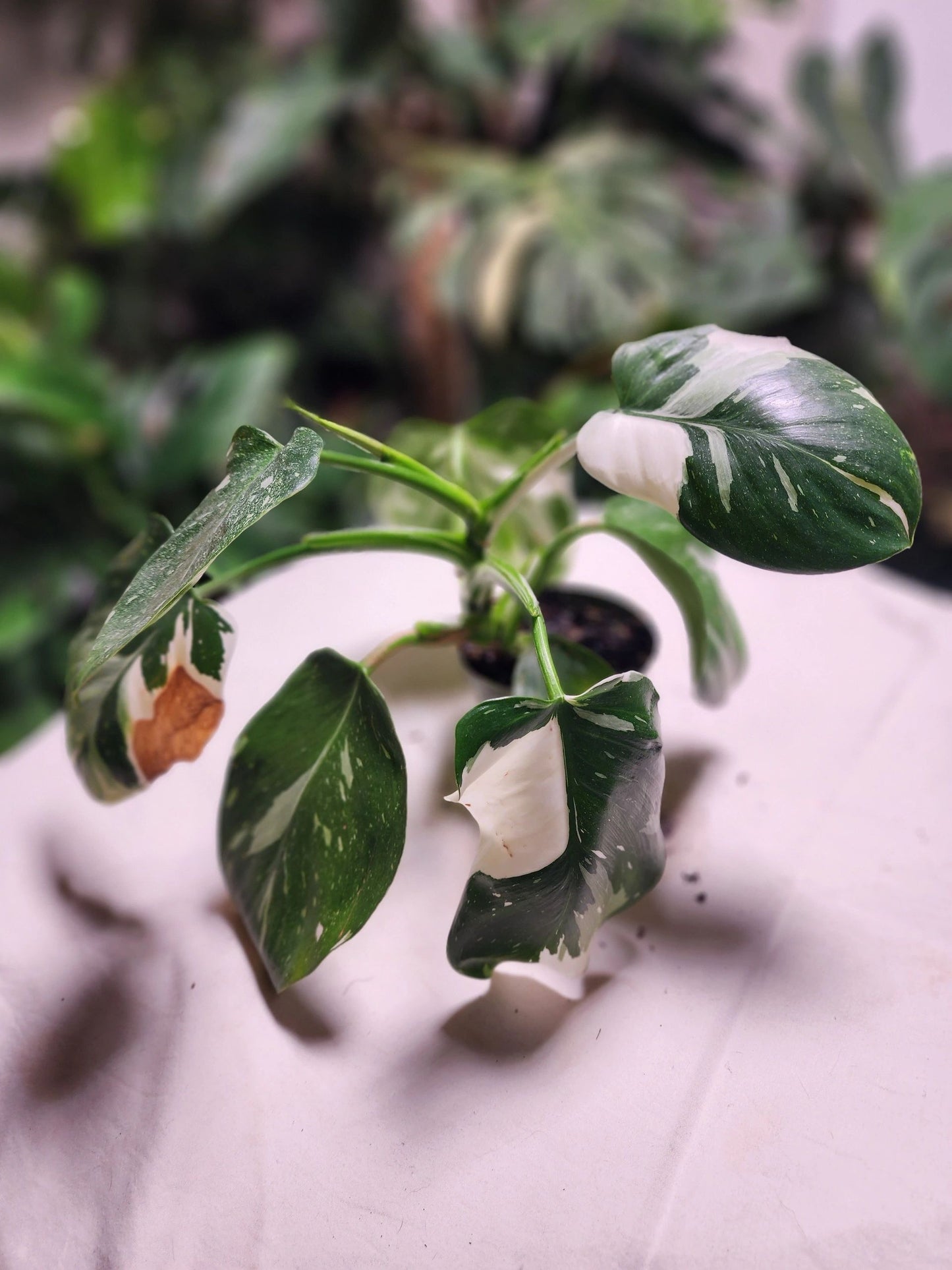 Philodendron White Wizard B