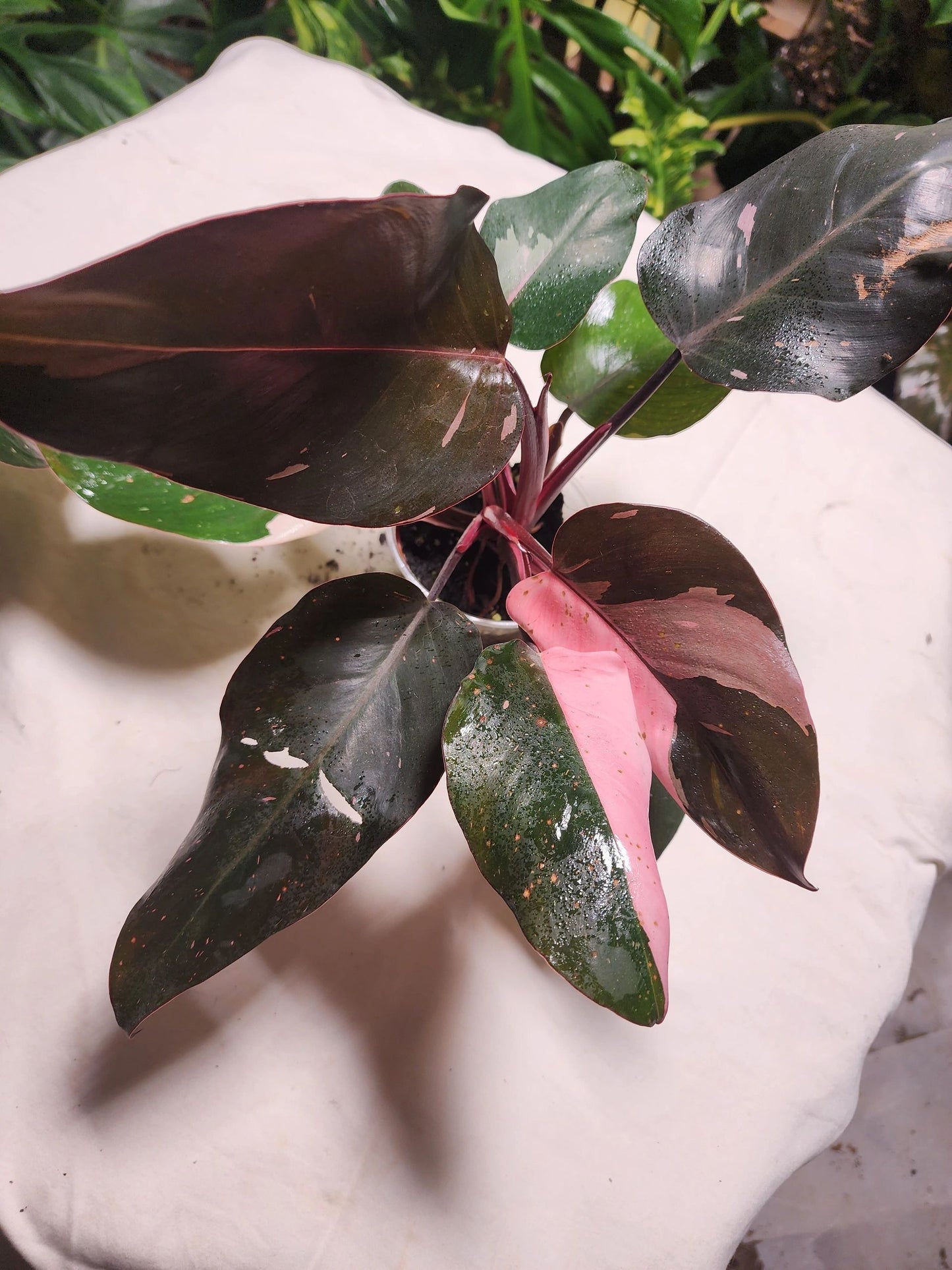 Philodendron Pink Princess C