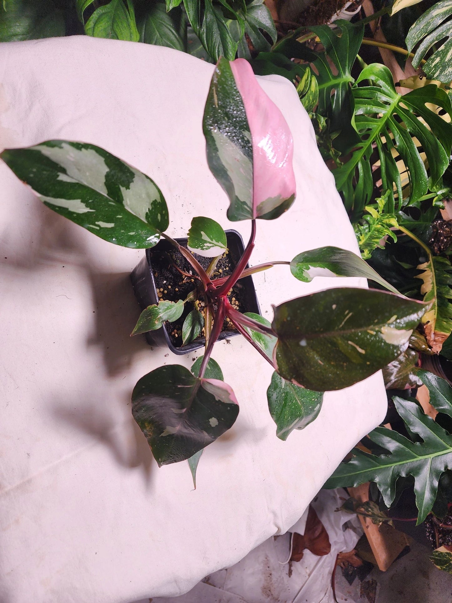 Philodendron Pink Princess B