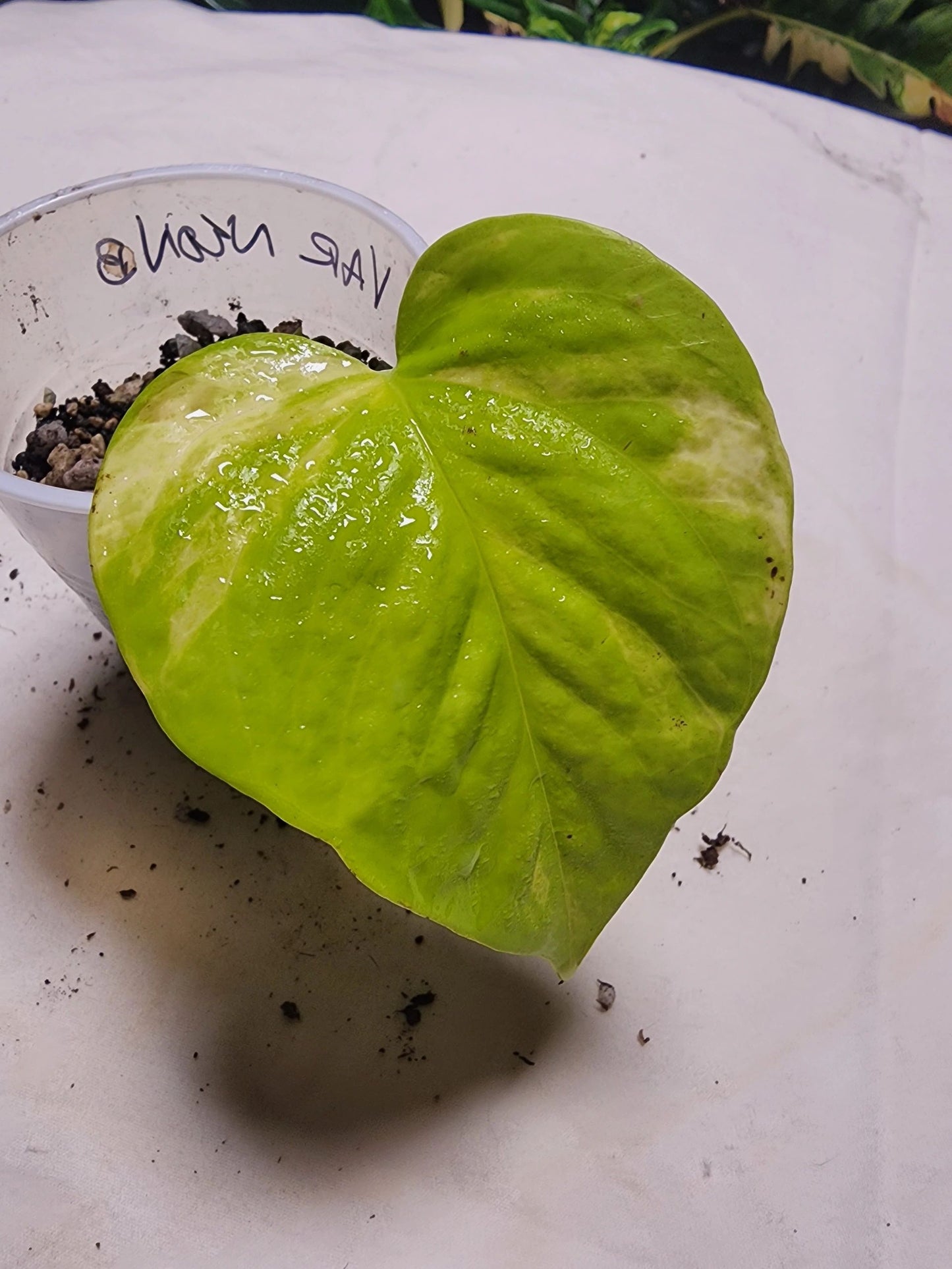 Varigated Neon Pothos