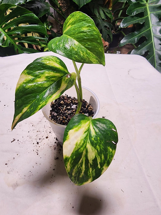 Teruno Pothos 'Bumpy'